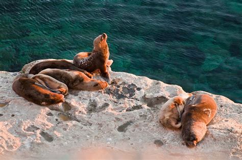 Sea Lion Pups in Argentina 2024 - Rove.me