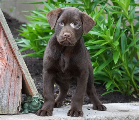 AKC Chocolate Labrador Retriever For Sale Sugarcreek, OH Female- Betzy – AC Puppies LLC
