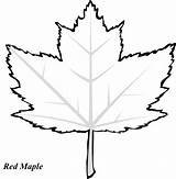 Maple Leaf Coloring Page At GetColoringscom  Free Printable Colorings sketch template