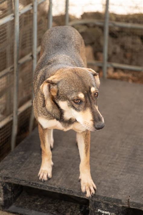 Abandoned Shelter Dogs stock photo. Image of friend - 218019096