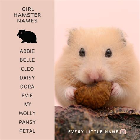 240+ Best Hamster Names (Cute, Funny, and Quirky) - Every Little Name