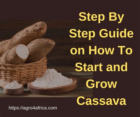 Cassava Farming Process: A guide on how to grow cassava correctly