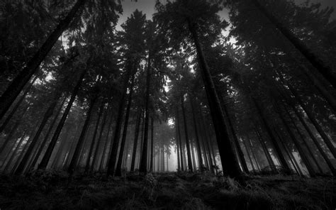 Black Forest Wallpapers - Top Free Black Forest Backgrounds - WallpaperAccess