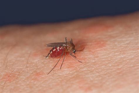 620+ Mosquito Night Stock Photos, Pictures & Royalty-Free Images - iStock