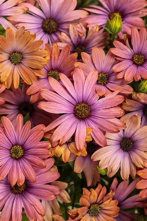 27 Best Fall Flowers - Blooms for Your Autumn Garden | Proven Winners