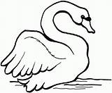 Swan Coloring Pages  Best For Kids sketch template