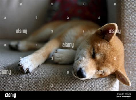 Shiba Inu puppy dog sleeping Stock Photo - Alamy