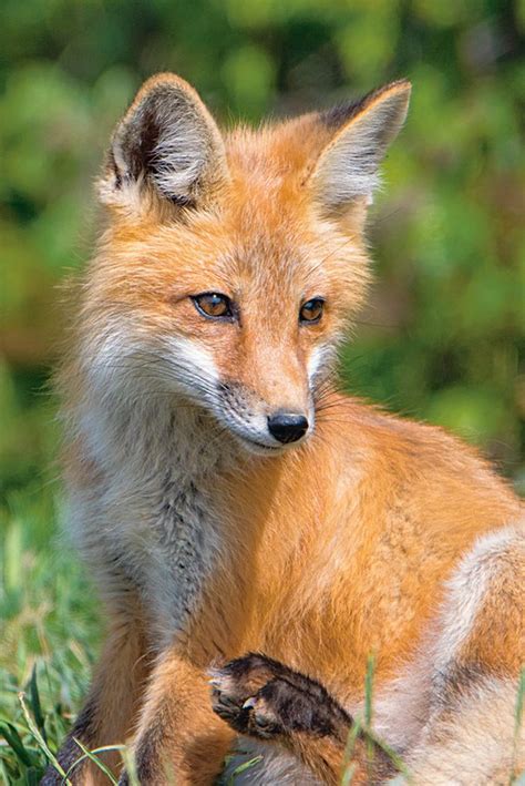 Wildlife Photography is This Alberta Woman's Passion | Our Canada