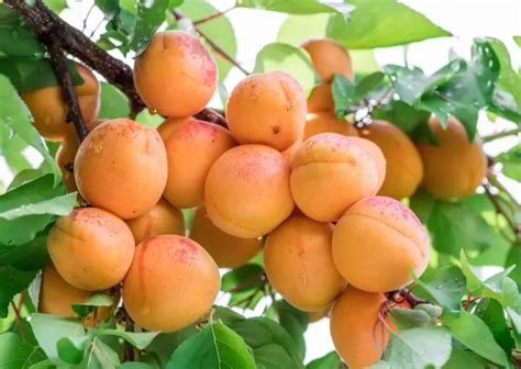 The Best Fruit Trees for Zone 7 In 2024