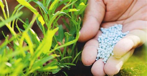 10-10-10 Fertilizer: What It Is, and the Right and Wrong Way to Use It