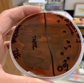 Bacterial Growth Lab Activity by The Plant Ecologist | TPT