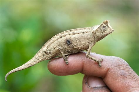 Plated Leaf Chameleon (Brookesia stumpffi) | Pereyras nature… | Flickr