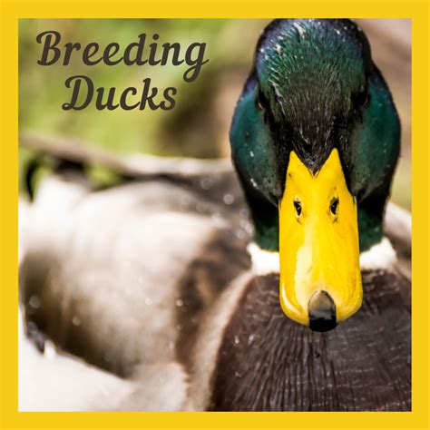 How to Breed Ducks Like the Pros - PetHelpful