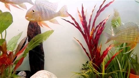 Geophagus Surinamensis: Breeding surprise - YouTube