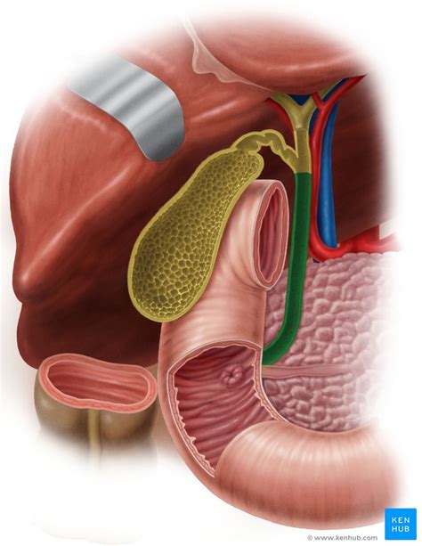 Ductus choledochus - Anatomie, Histologie & Klinik | Kenhub