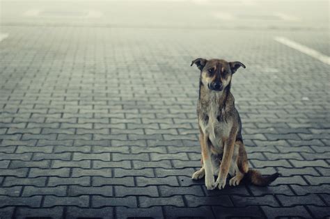 Dog, Animal, Loneliness, Lonely Dog