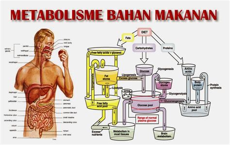 sains new: METABOLISME PADA MANUSIA