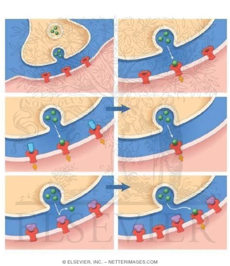 Up-Regulation and Down-Regulation of Receptors