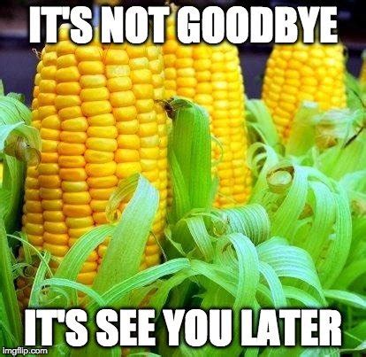 Corn Memes | Corn Amino Amino