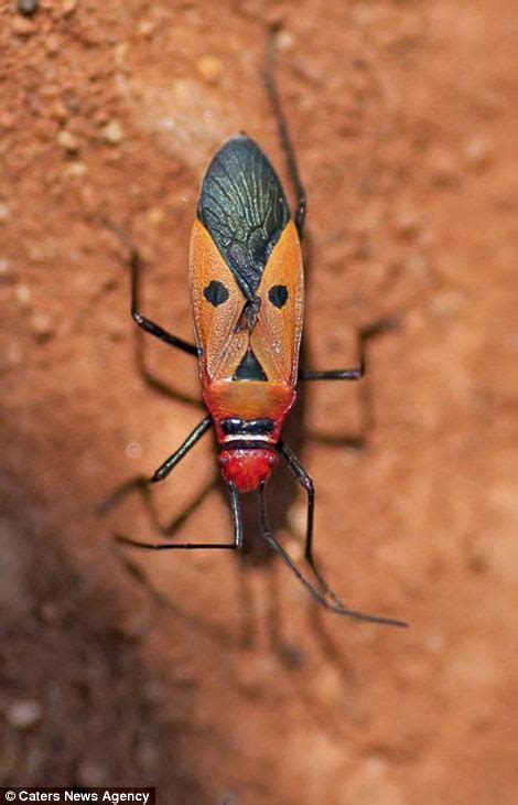 Stunning photos show colourful markings on creepy crawlies – Artofit