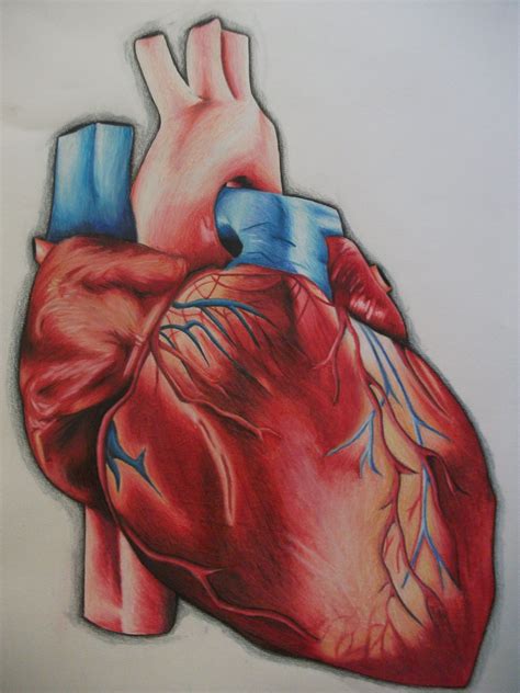 Color Pencil Human Heart Drawing