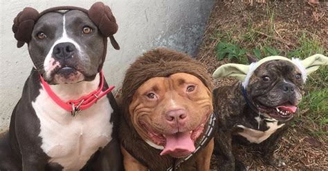 Pit Bull Halloween Costumes | POPSUGAR Pets