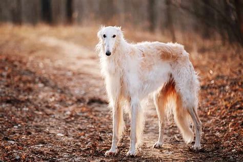 10 Dogs Uglier Than Peanut (The Proclaimed Ugliest Dog in the World ...