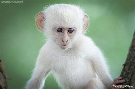 The Only White Monkey In The Whole World