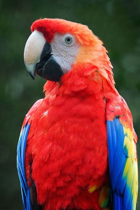 35 Beautiful & Colorful Parrots Wallpaper | Parrot, Parrot wallpaper, Bird