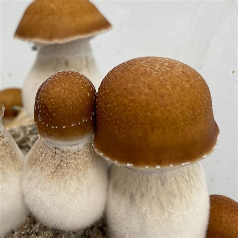 Hillbilly Strain & Mushroom Spores For Sale Online