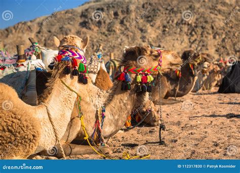 Camels on the African Desert Stock Photo - Image of dune, african ...