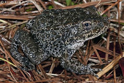 Most Endangered Amphibians Of The United States Of America - WorldAtlas