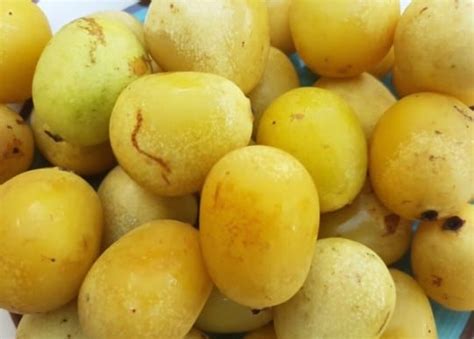 What Does Marula Fruit Taste Like? Does It Taste Good? | Americas ...