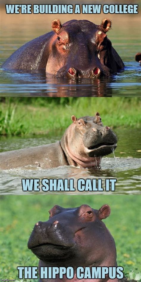 Bad Pun Hippo - Imgflip