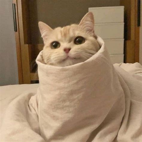 Purrito | Cats | Know Your Meme