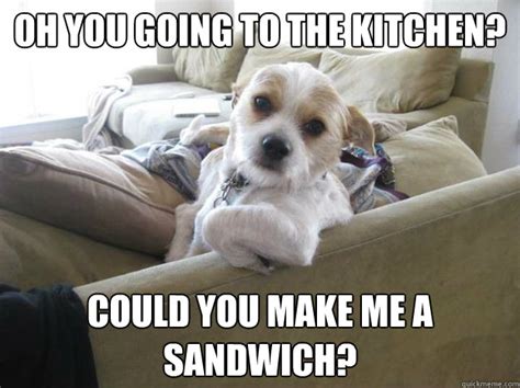 Oh You Going to the Kitchen? Could you make me a Sandwich? - Couch Potato Dog - quickmeme