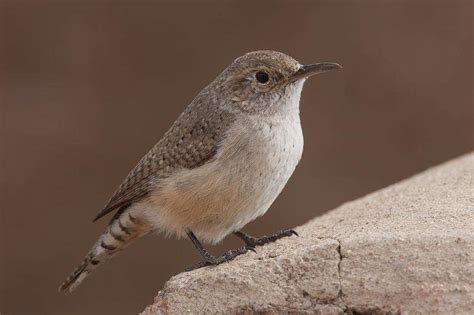 Types of Wrens - Photos, Habitat, Diet and Nesting Habits