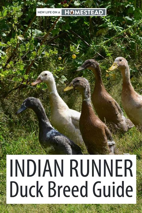 Indian Runner Duck Breed Guide - Start Here • New Life On A Homestead