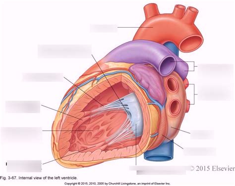 left ventricle Diagram | Quizlet