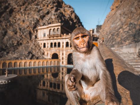 Galta Ji: Full Guide to the Monkey Temple of Jaipur (2023)