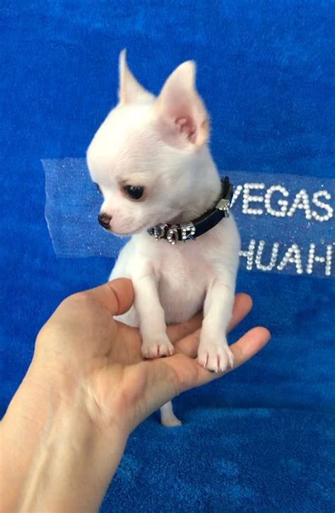 Teacup Dog Breeds Price In India / Pomeranian Dog Price In India Kolkata : Chihuahua with short ...