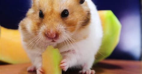 Can Hamsters Eat Cantaloupe? - Understanding Hamster Dietary Guidelines - Kendall Animal Clinic