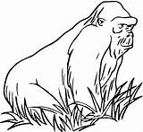 Apes Coloring Pages  ColoringBay sketch template