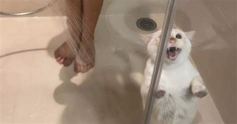 Twitter Can’t Get Enough Of This Page Dedicated To ‘Chaotic Cat Pictures’, Here Are 35 Of Their ...