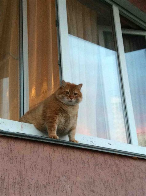 Create meme "fat cat in the window, the cat in the window, the cat ...