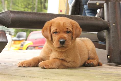 fox red english Labrador puppies for sale! pondsideretrievers.com ...