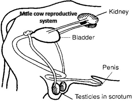 Animal reproduction