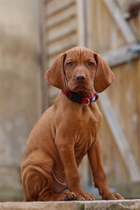 Vizsla pup | Vizsla, Vizsla dogs, Puppies