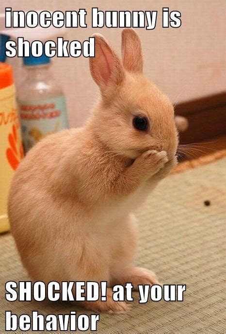 The 30 Best Bunny Rabbit Memes - Hop to Pop