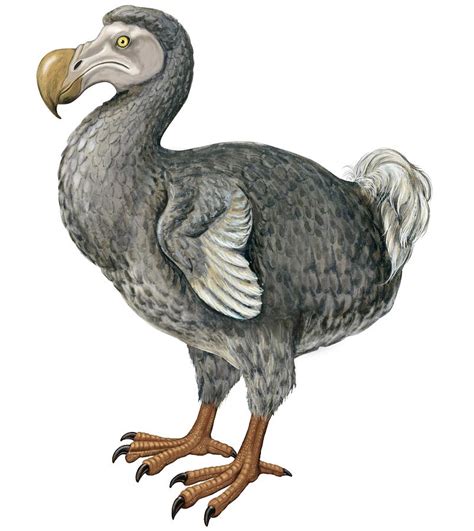 Dodo Drawing by English School | Fine Art America